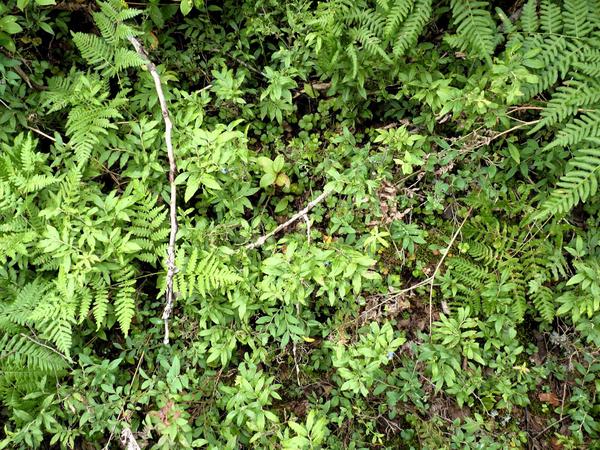 Some blueberries.  The fruit was very sparse and small due to the dry weather.