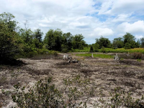 Desolate looking area near the Barfield Lakes.