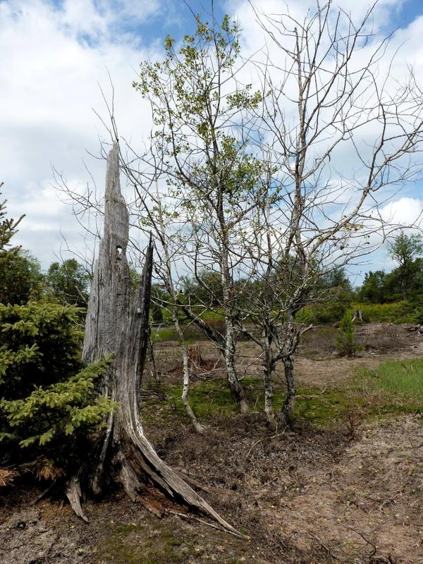 More of the desolate area near the Barfield Lakes.