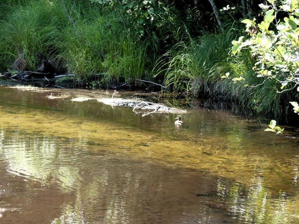 Duck in Harvey Creek near the Lucky Buck.