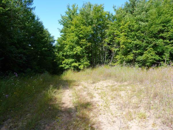 Less frequently traveled spur connecting to roads in the woods.