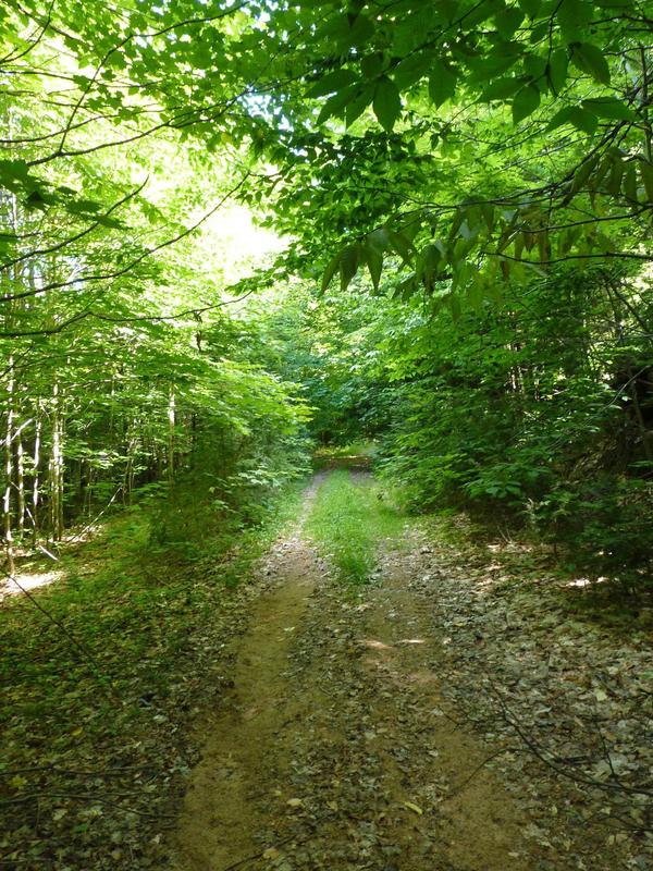 Two-track I hiked along east of the Lucky Buck.