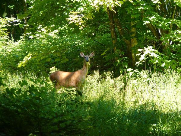 Close up of deer in the woods.