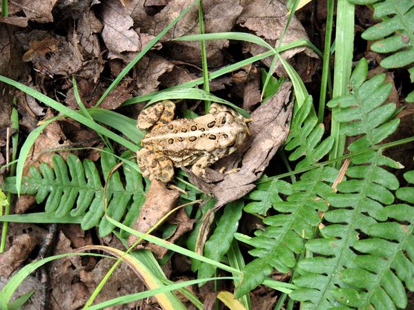 Toad in the woods.