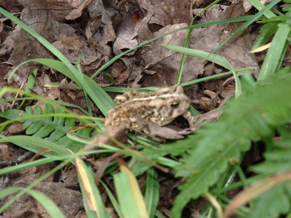 Toad in the woods.