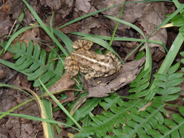 Toad in the woods.