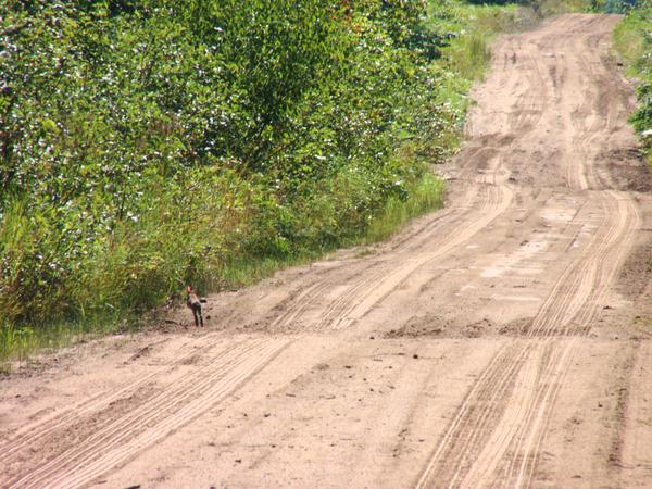 Rabbit along McCloud Grade.