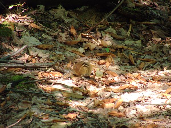 Chipmunk.