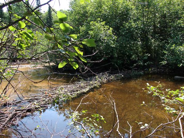 New beaver dam.