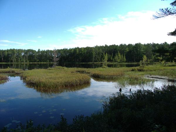 Barfield lakes.