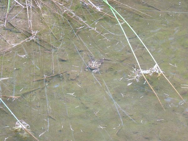 Frog in shallow pool.