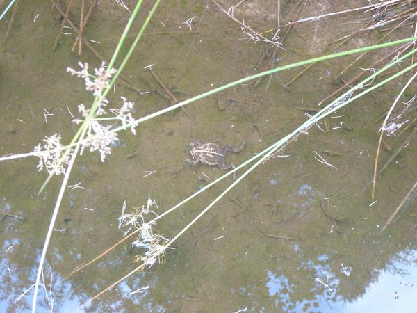 Frog in shallow pool.