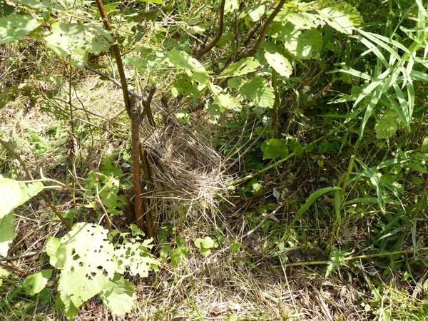 Bird's nest along the Loop.