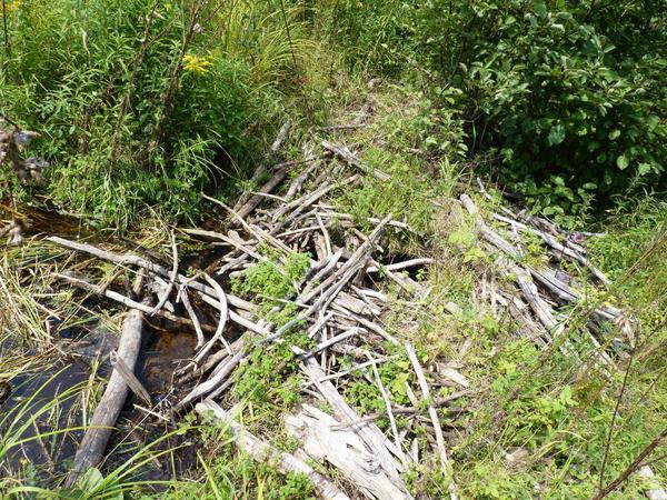 Old beaver dam along the Loop.