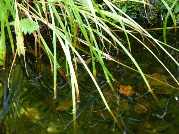 Small frog in shallow pool.