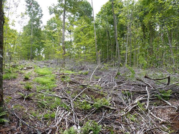 Remains of logging behind the Lucky Buck.