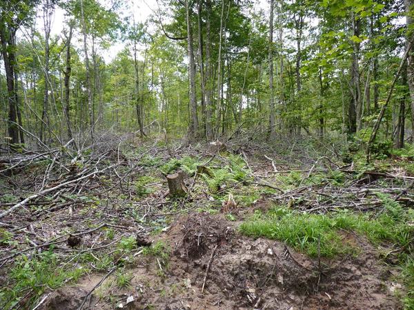 Remains of logging behind the Lucky Buck.