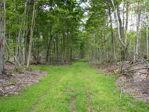 Remains of logging behind the Lucky Buck.