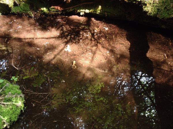 Some frogs in one of the few pools around.