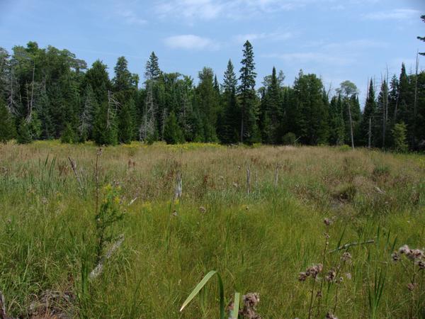 Meadow behind the cabin.  A sample of the scenery.