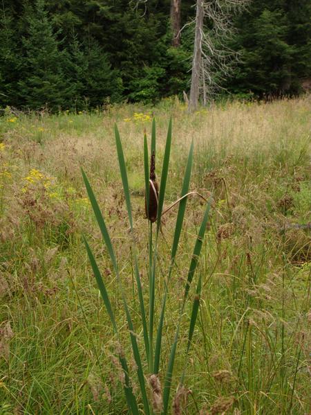 Cattail on "the loop".