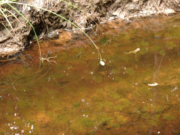 More frogs in a small pool of water.