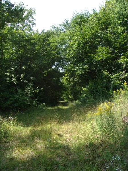 A typical path into the woods.