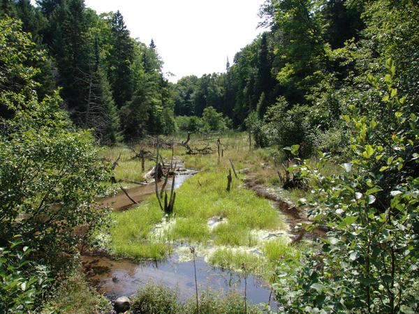 Harvey Creek as seen from a bridge in the woods.