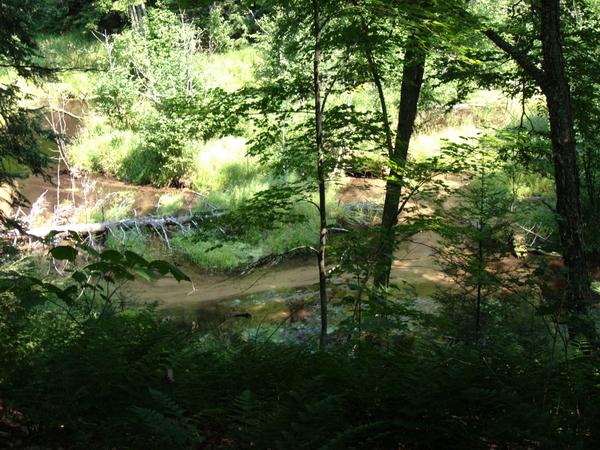 Harvey Creek as seen from a trail running on a ridge along it.