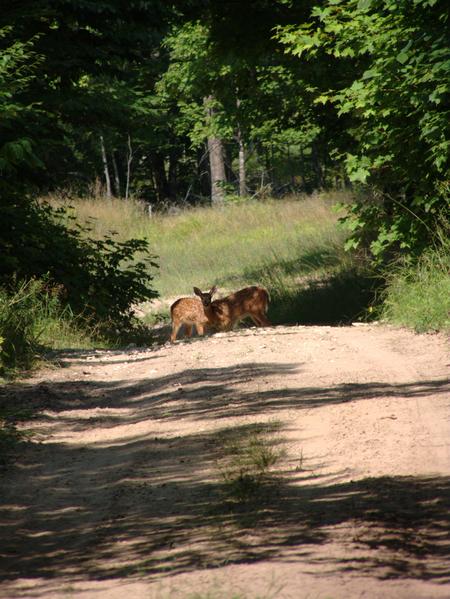 Two small deer.