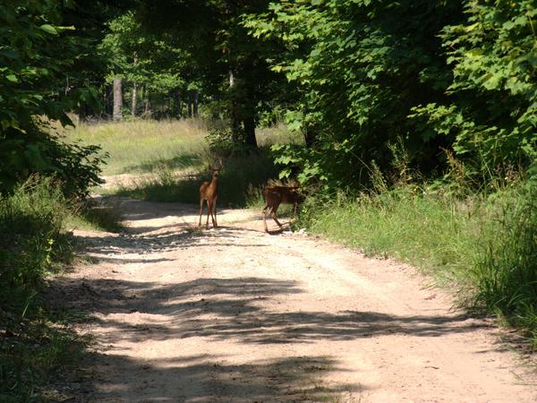 Two small deer paying more attention as I get closer.