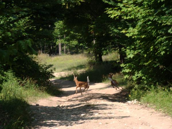 Action photo of two small deer running to safety.