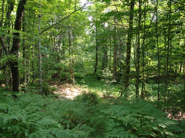 Overgrown path in the woods.