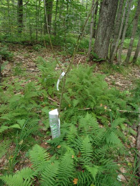 "Random" fruit tree sapling planted next to a dead end road.