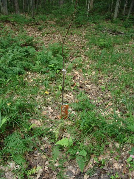 Another "random" fruit tree sapling planted next to a dead end road.