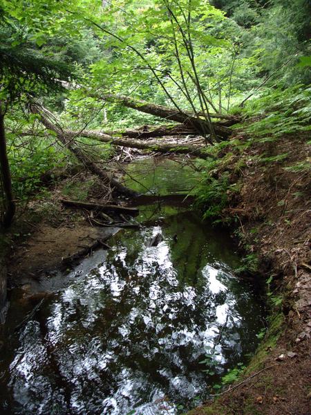 Part of the Sucker river with many downed tree.