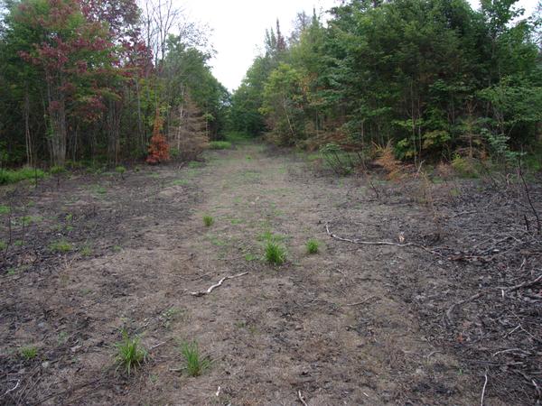 Surprising wide open area on the trail from the McCloud Grade-Old Seney intersection.