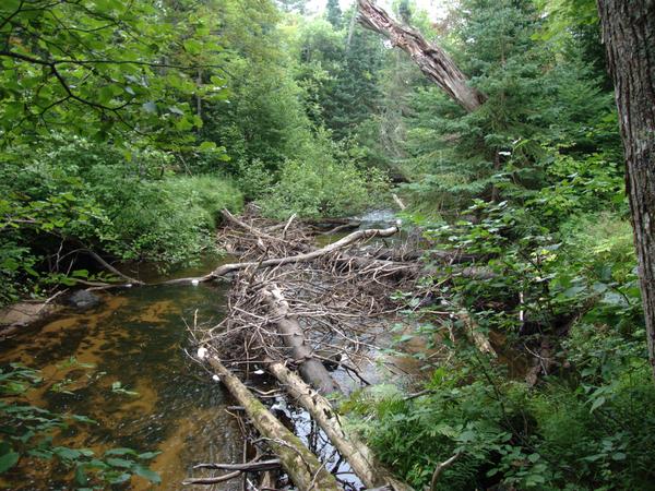 A collection of trees and branches across the Sucker river.  Would you call this a bridge?