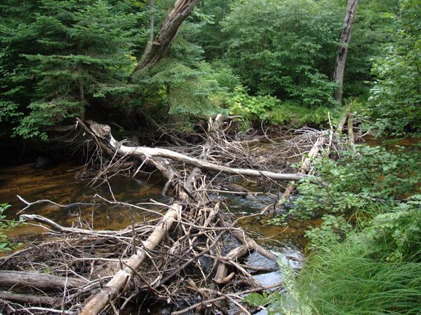 A collection of trees and branches across the Sucker river from its other bank.  I guess I did call this a bridge!