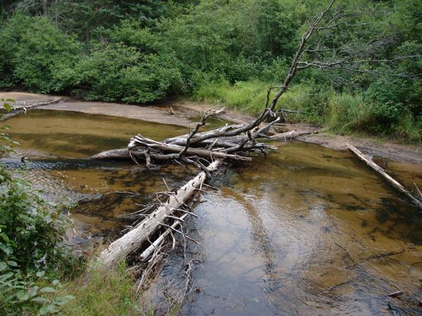 Another fallen tree across the Sucker river. (This one clearly is a bridge.)