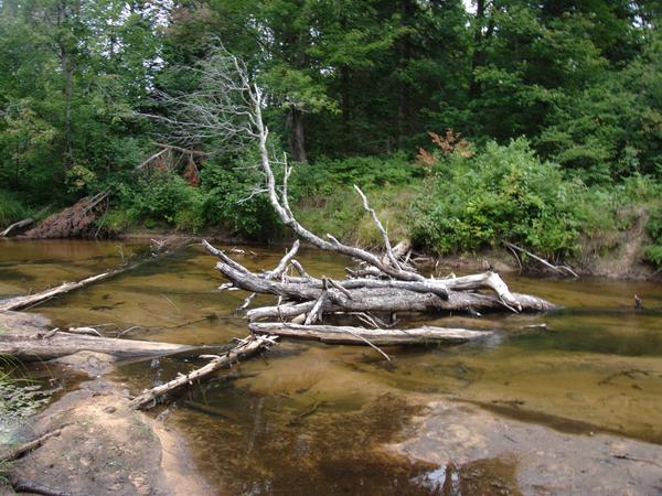 View of the fallen tree across the Sucker river from the other bank.