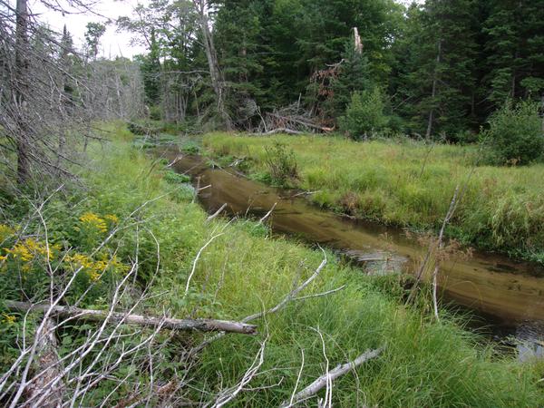 Harvey creek now further down stream from the Lucky Buck.