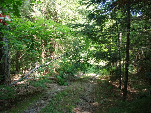 Small tree fallen over the driveway.