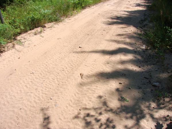 Easiest rail road spike I have ever found, lying in the middle of the road right near the driveway into the Cabin.