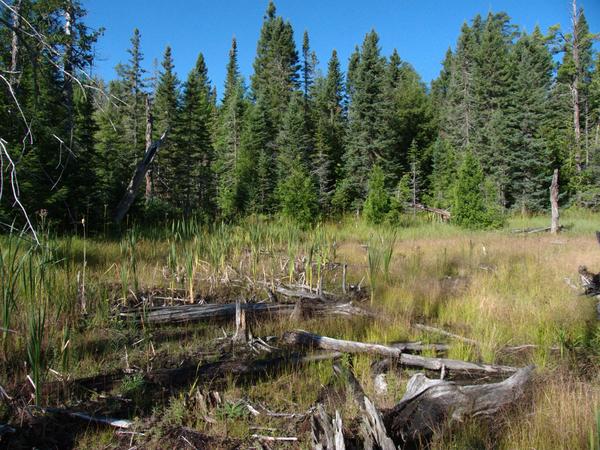 Marsh near the Cabin.