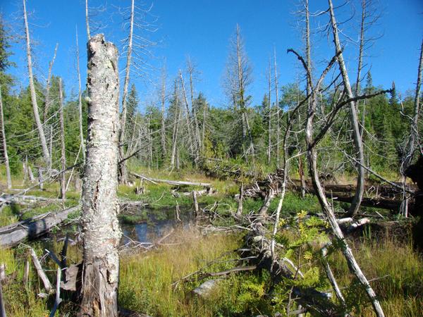 Creek near the Cabin.