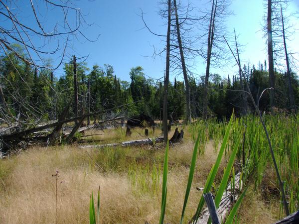 Marsh near the Cabin.