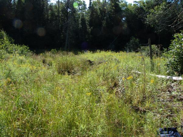 Barely visible (and quickly disappearing) old beaver dam on the loop.