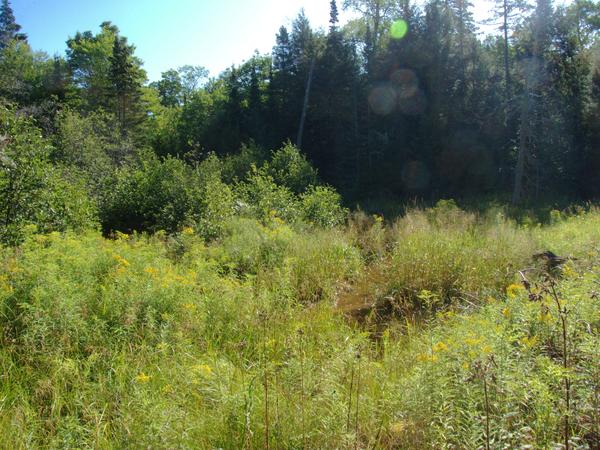 Barely visible (and quickly disappearing) old beaver dam on the loop.