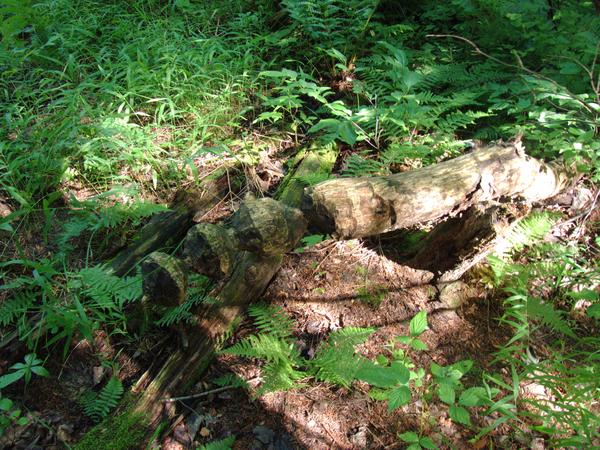 Old sign of beavers found in the woods near the Sucker river.